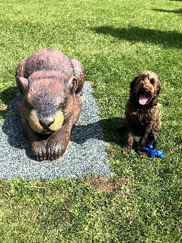 Brown Labradoodle sitting next to a statue.