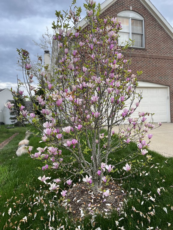 a purple tulip tree that is beginning to shed its petals