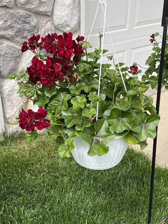 red and green plants in a decorative hanging basket
