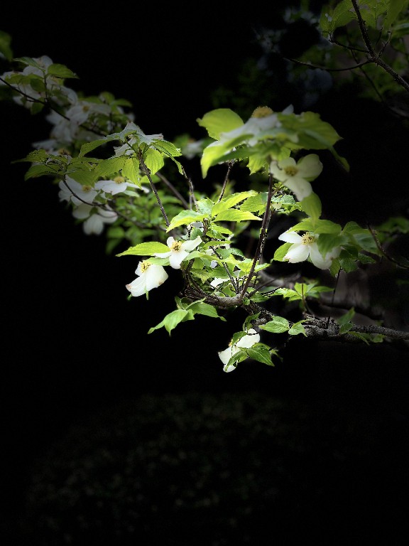 artsy shot of white blooms on a green tree with a dark background