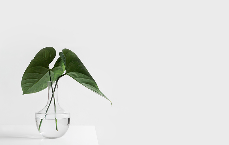 a plant