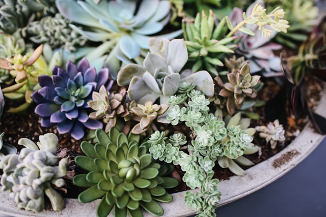 variety of succulents
