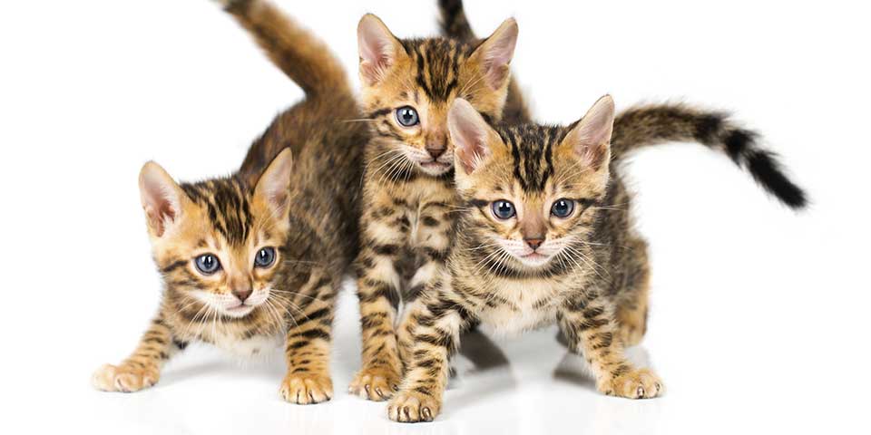 cats