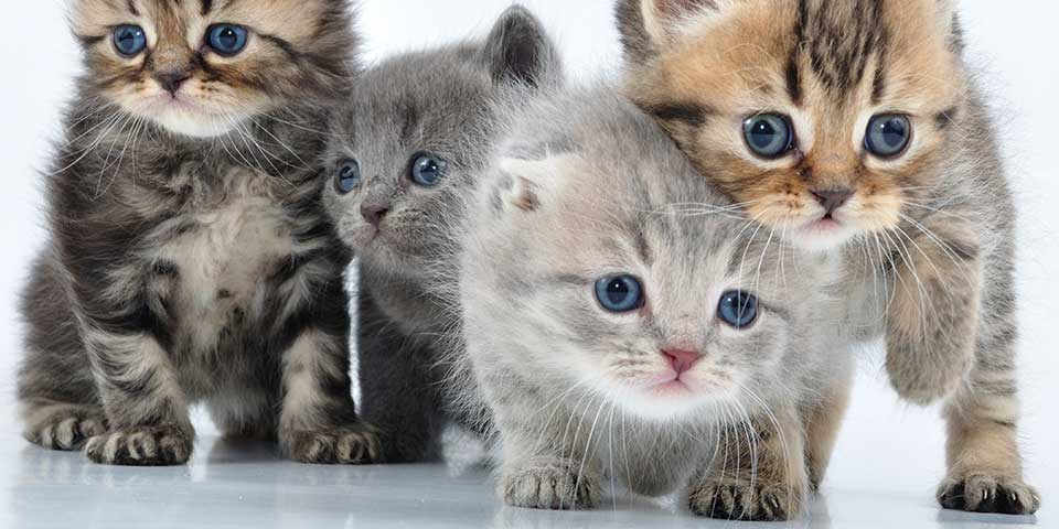 cats