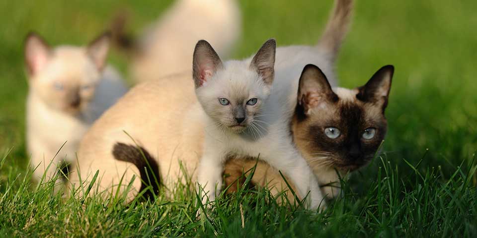 cats