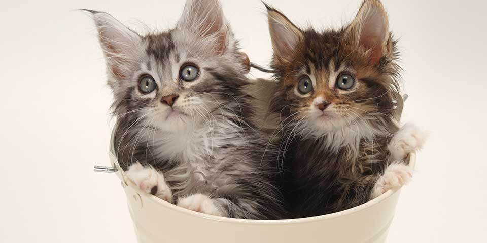 cats