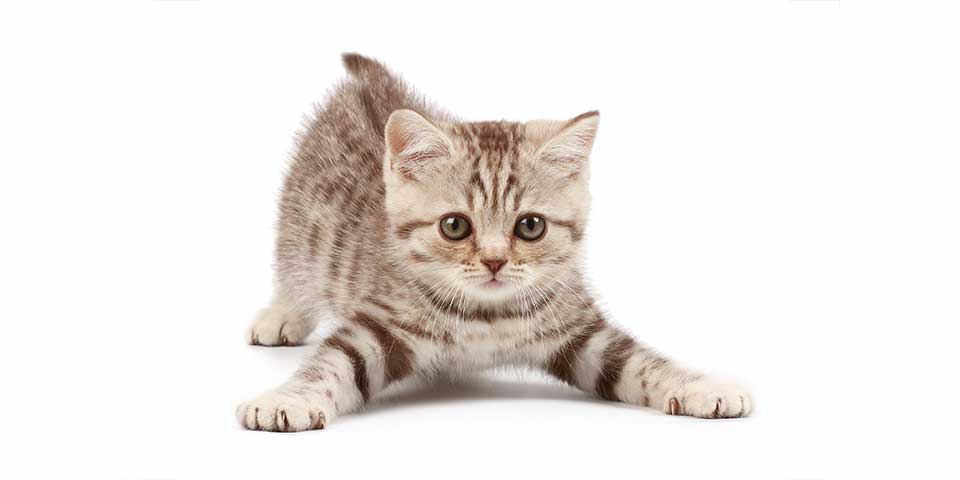 cats