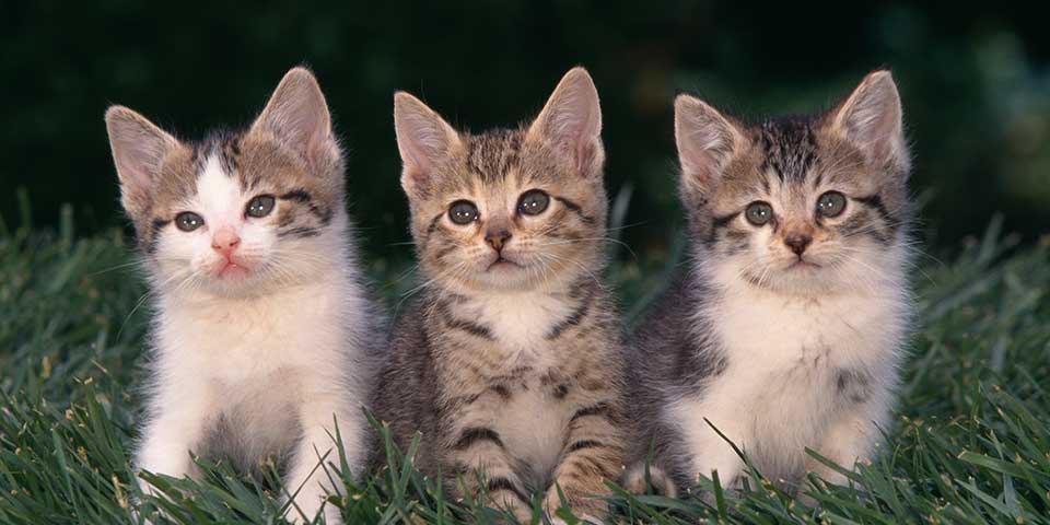 cats
